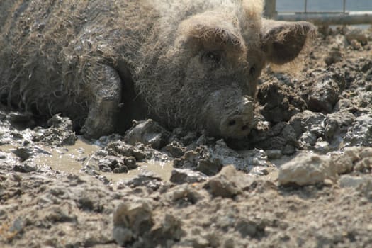 big pig in the czech nature farm 