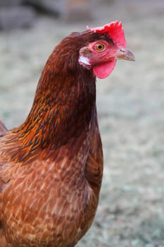 chicken from the small czech home farm 