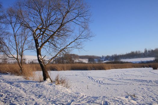 winter country with the treeses from the czech republic
