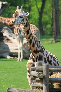 head of giraffe in the fresh garden 