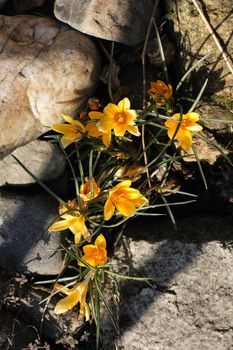 nice spring yellow flowers from my garden 