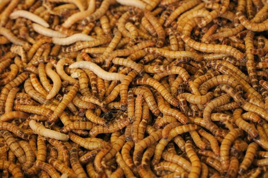 worms as very natural fish food background