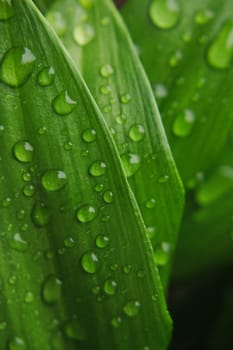very nice green background with water drops 