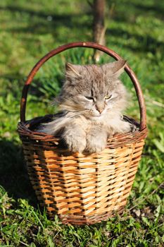 furry cat in the basket on the grass background