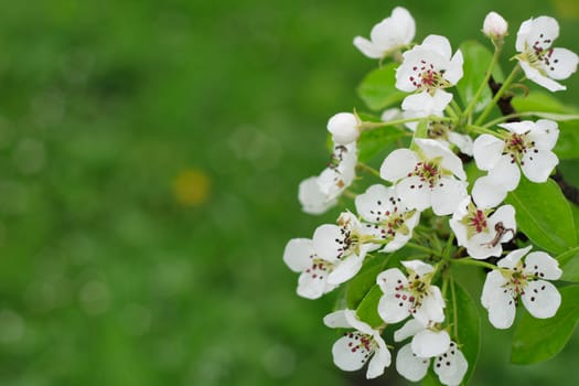 spring apple flowers on the green background