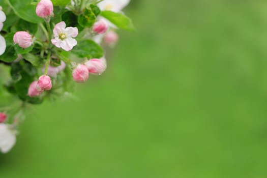 white spring flowers on the green background 