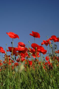 poppy flowers field