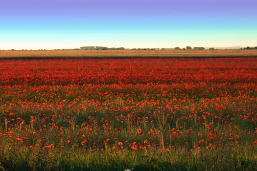 nice red poppy field and blue sky 