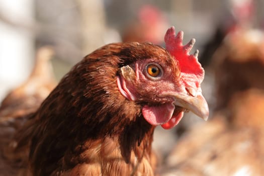 very nice head of chicken from small czech farm 