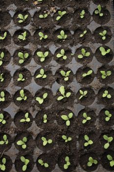 small plants in the pots as natural backgound