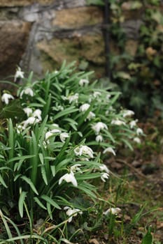 first spring flowers as nice plant background