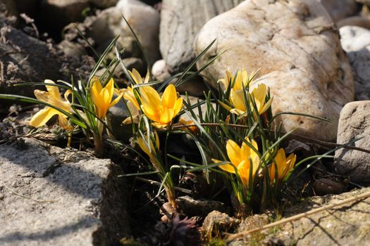 nice spring yellow flowers from my garden 