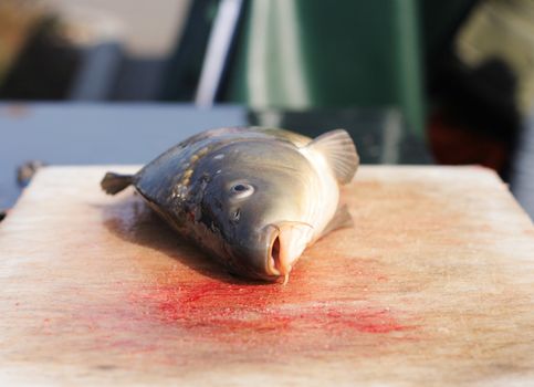 killing carps (typical christmas tradition) from czech republic