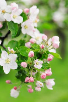 white spring flowers on the green background 