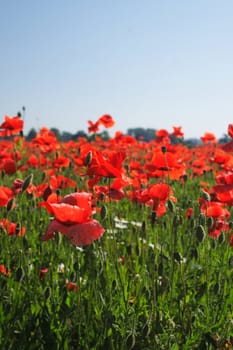 red poppy flowers as very nice natural background