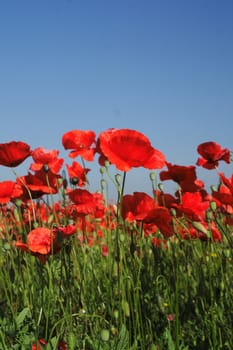 nice red poppy field and blue sky 
