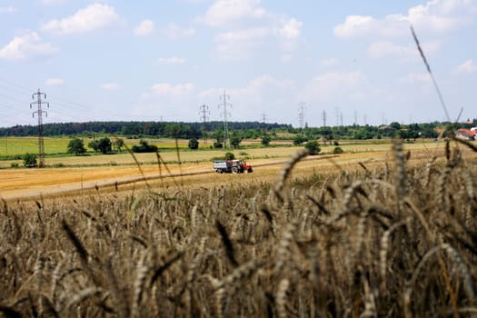 nice czech country with the golden corn and blue sky