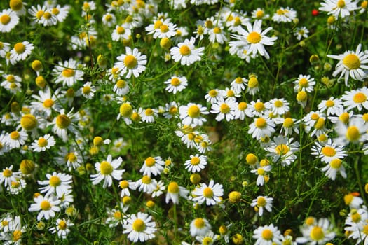 white fowers field