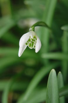 first spring flower as nice plant background