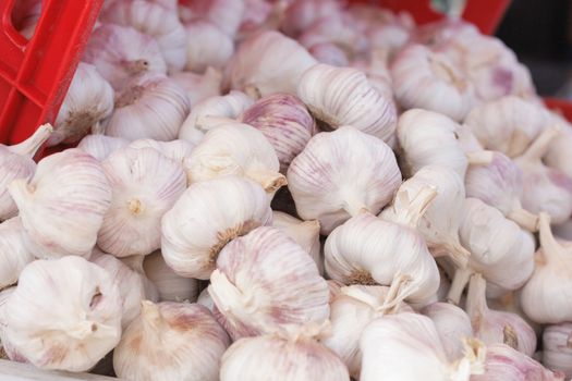 original fresh czech garlic from the farm 