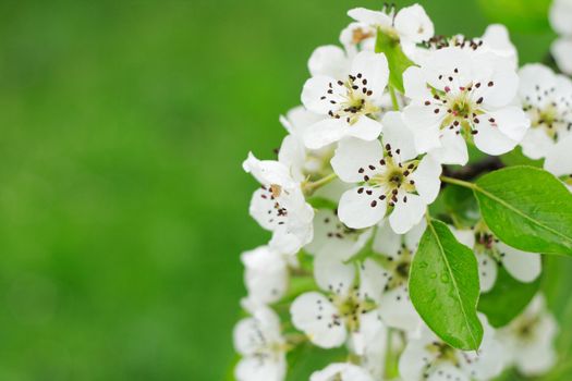 white spring flowers on the green background 