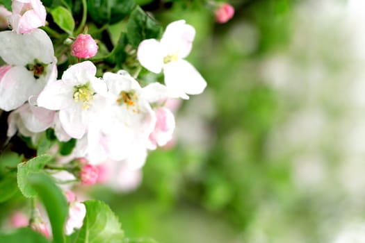 white spring flowers on the green background 