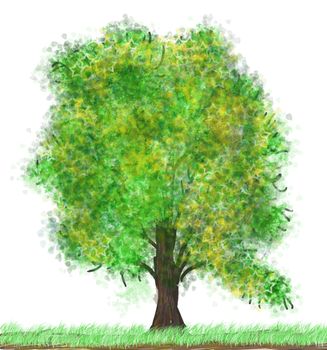 spring tree isolated on the white background