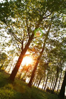 very nice sunset in the green spring forest 