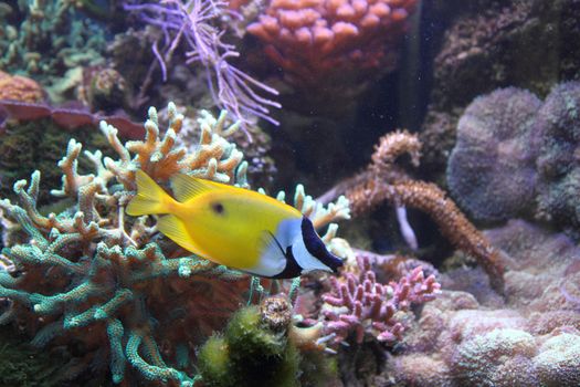 exotic sea fish in the aquarium  as nice natural background