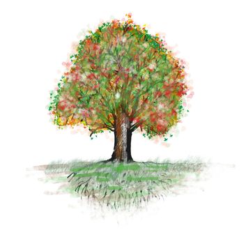 nice spring tree isolated on the white background