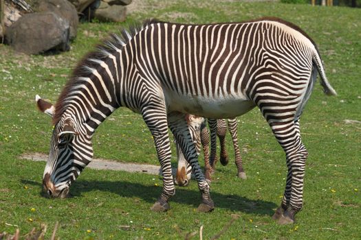 nice zebra waiting on the green grass 