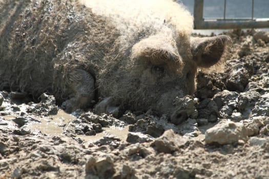 big pig from the czech small farm 