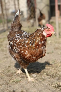 nice chicken from small czech family farm