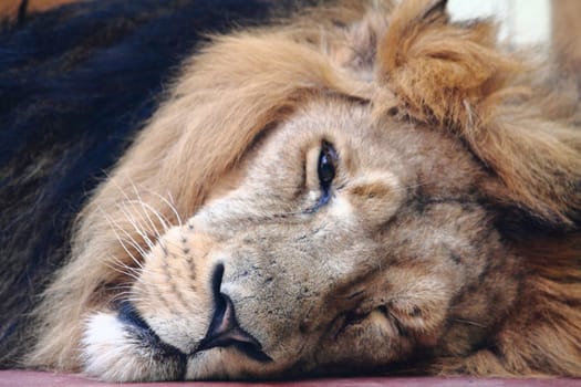 sleeping lion (head of king of animals)