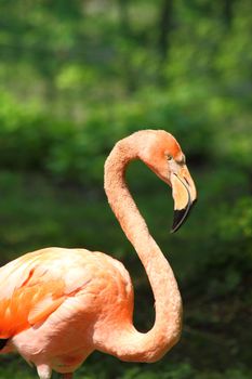 flamingo bird in the nature with green background