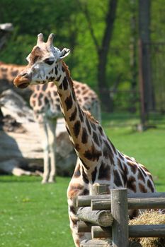 big giraffe in the nice green nature 