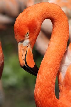 detail of the red flamingo head in the nature 