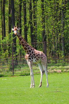 big giraffe in the nice green nature 