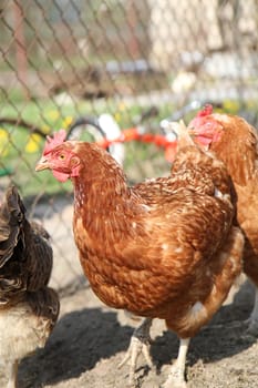 nice chicken from small czech family farm