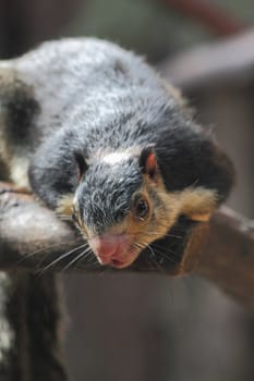 very nice exotic squirrel is waiting for food