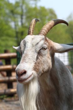 nice brown head of goat from the farm