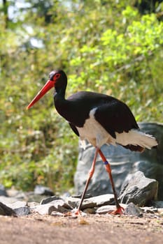 very nice billed stork in the nature 