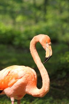 flamingo in the nature with green nature behind him 