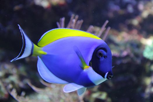 exotic blue fish from the tropical sea