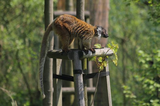 nice lemur money in the spring nature 