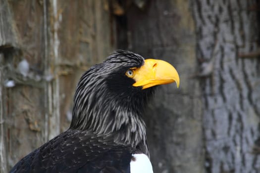 very nice detail of dark eagle in the nature