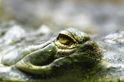 alligator eye as nice dangerous animal background