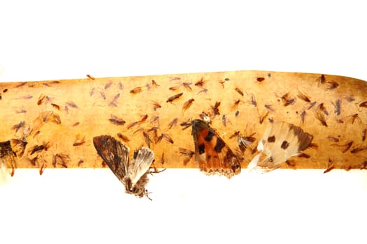 flypaper with flyies on the white background