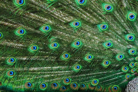detail of peacock as very nice animal background