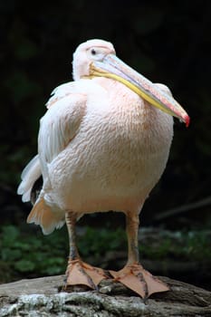 nice pink pelican on the dark background